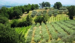 Adopt an Olive tree